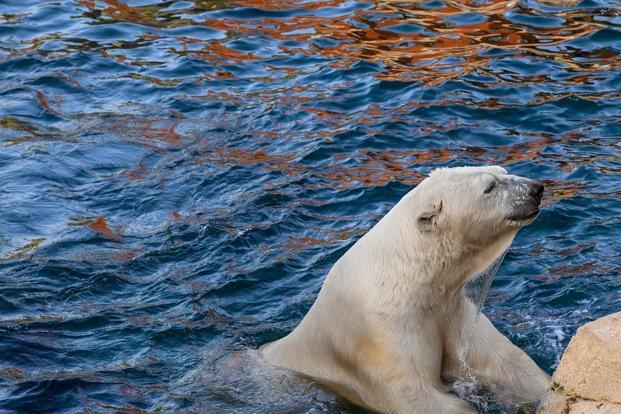 Population d'ours en augmentation dans les Pyrénées, mais menacee par la consanguinite