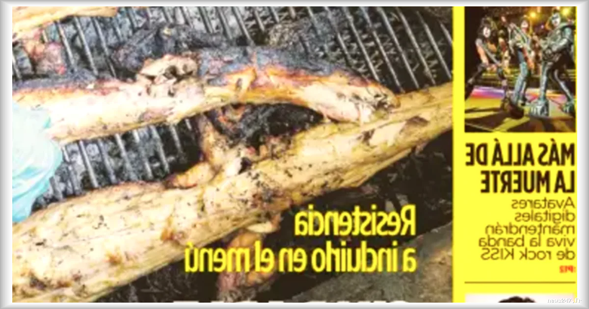 Porto Rico face à la surpopulation de caïmans : les autorités misent sur la consommation pour réguler l’invasion