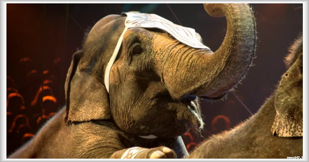 Portugal : Julie, dernier éléphant de cirque, quitte la scène pour un sanctuaire après 38 ans de captivité