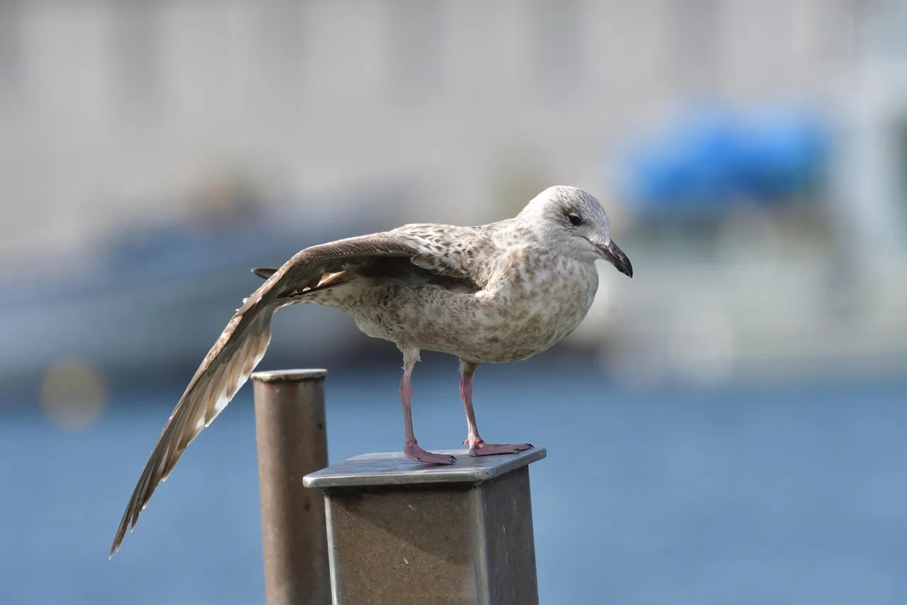Portugal : le socialiste Seguro l'emporte, mais l'extrême droite fait trembler Lisbonne