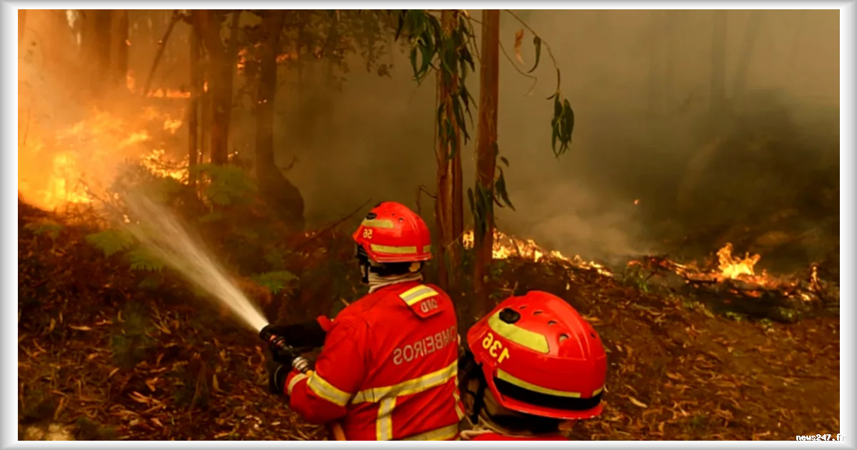 Portugal : renforts internationaux pour lutter contre les incendies dans la région de Vouzela