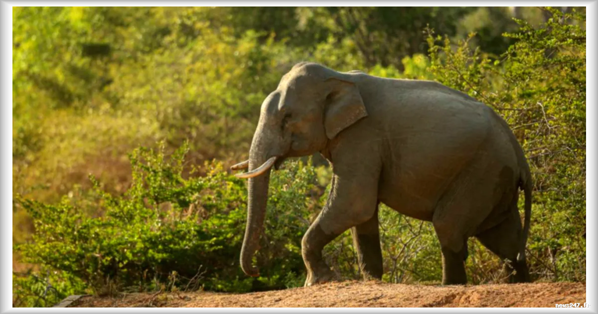 Portugal : un sanctuaire inédit pour offrir une retraite aux éléphants de cirque et de zoo