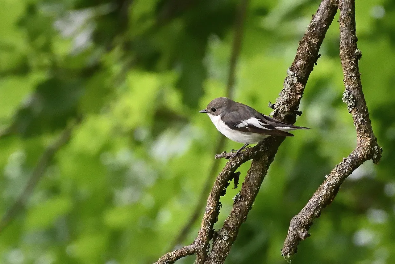 Pourquoi l'UE doit lever le pied sur le frein à main pour briller sur la scène mondiale