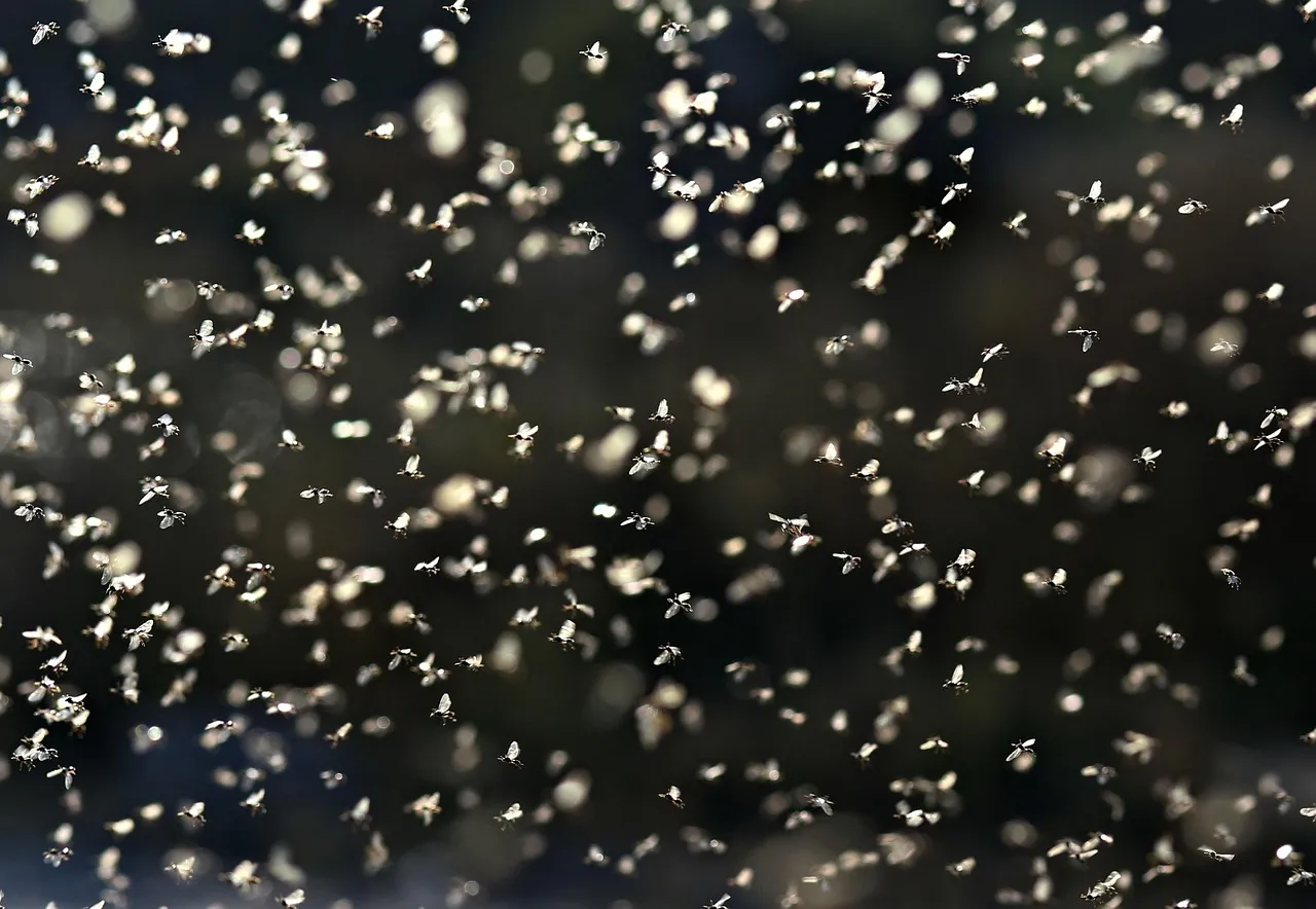Quand la glace révèle les rois : les Américains Chock et Bates déçus par les Français Cizeron et Fournier Beaudry