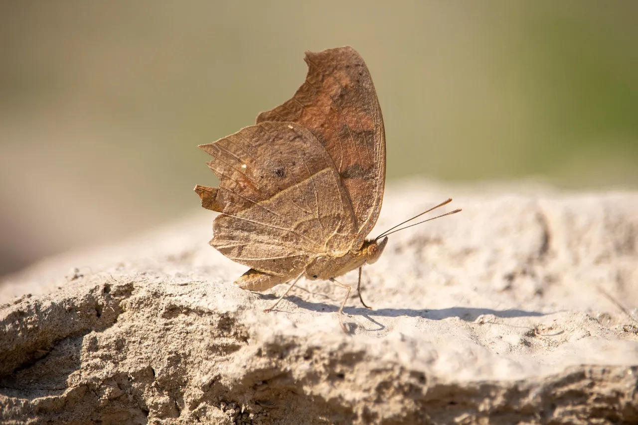 Quand les animaux imitent les humains : une capacite fascinante observee dans la nature