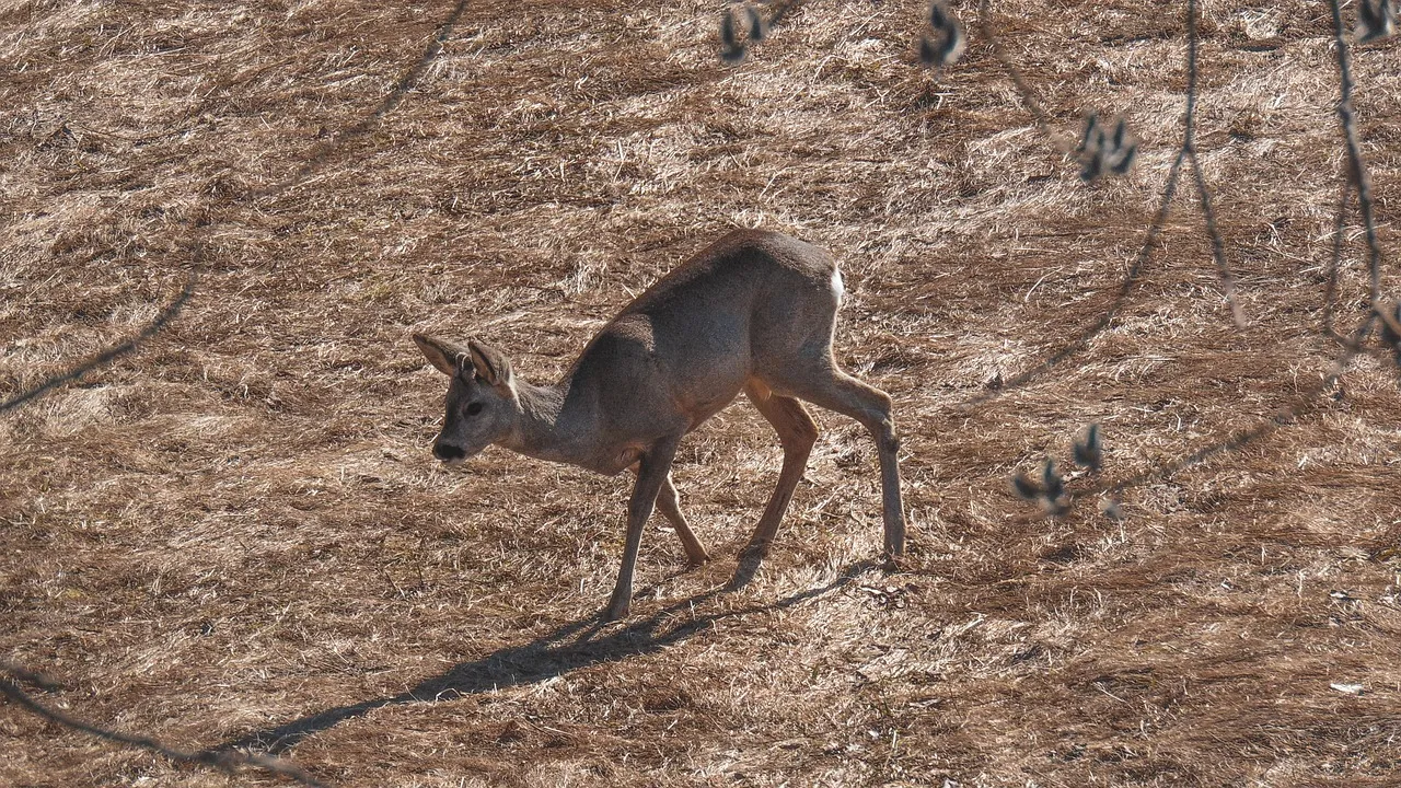 Quand les chiffres s'en mêlent : décryptage d'une querelle aux États-Unis sur les migrants interpellés