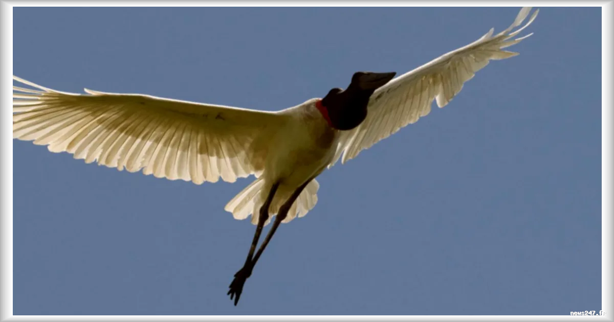 Quarante nouvelles espèces migratrices bénéficient d'une protection internationale