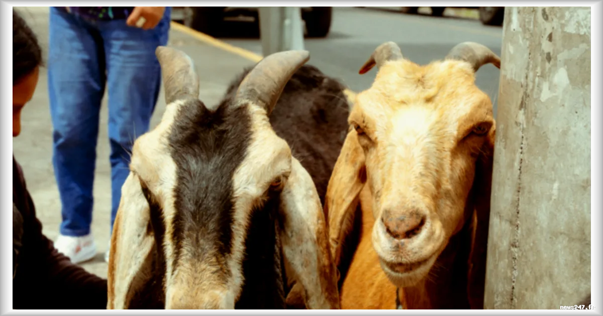 Quito : la tradition des chèvres et du lait cru au cœur de la ville