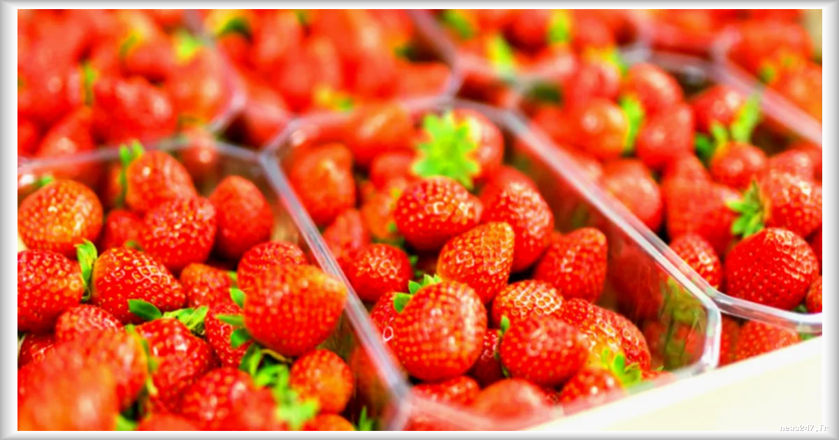 Rappel de fraises vendues chez Grand Frais et Fresh en raison de résidus de pesticides