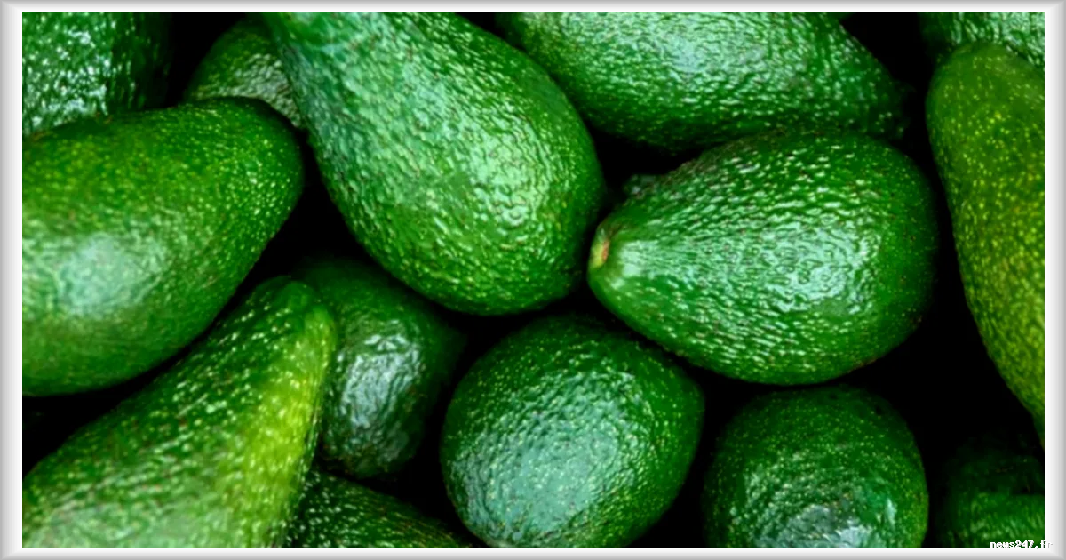 Rappel de lots d'avocats contaminés au plomb ou au cadmium vendus chez Lidl