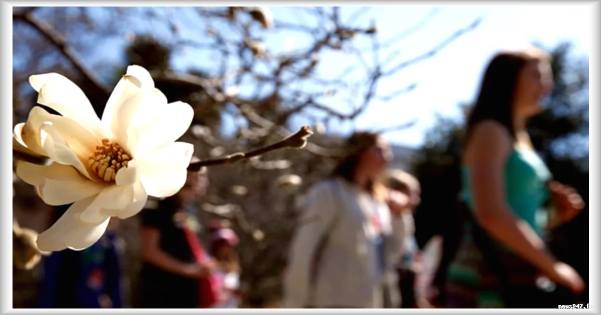 Rare floraison du titan arum à Kew Gardens : des centaines de Londoniens attirés par son odeur de décomposition