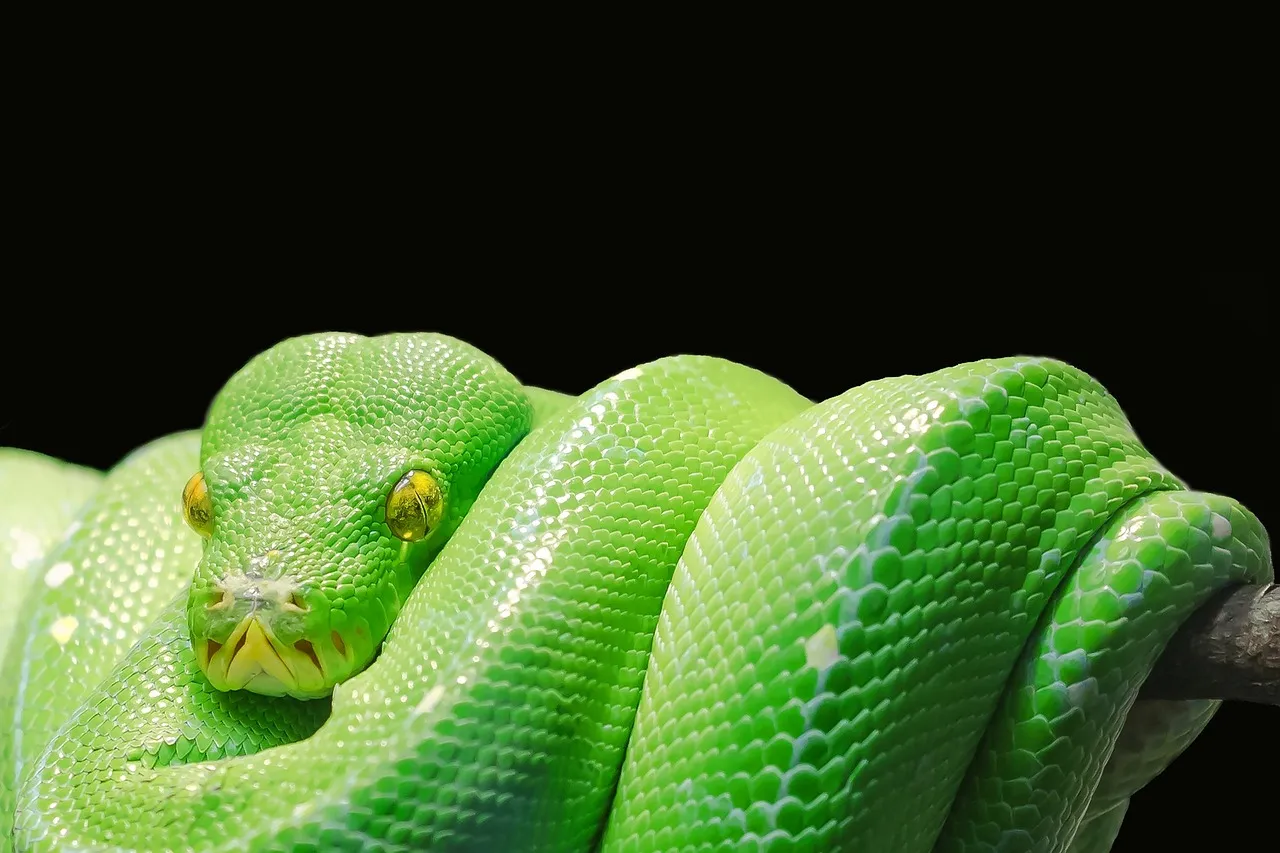 Réchauffement climatique : les serpents venimeux menacent de plus en plus les populations humaines