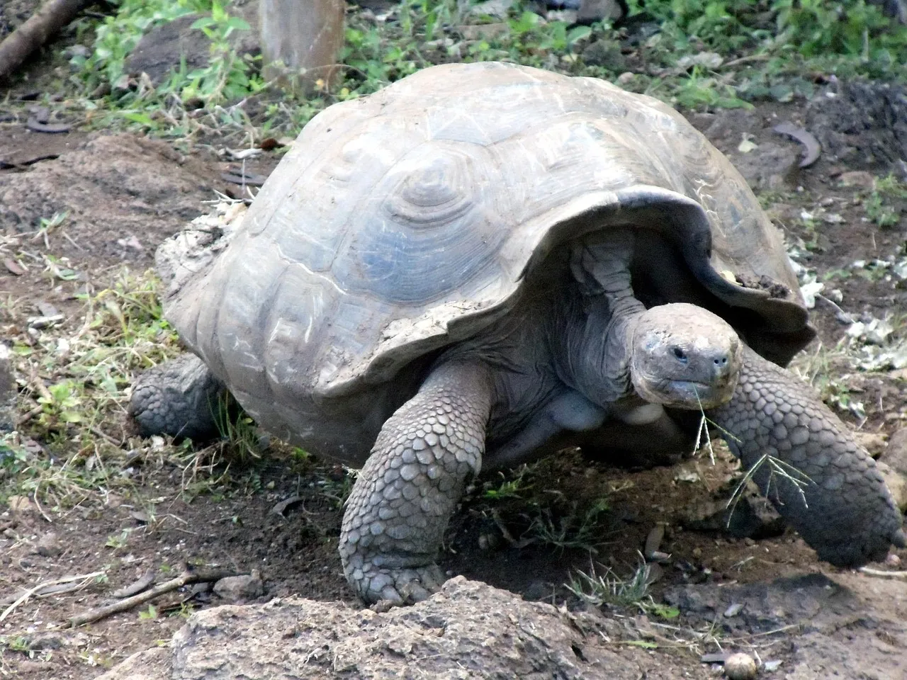 Réintroduction de tortues géantes aux Galapagos : un siècle après leur disparition
