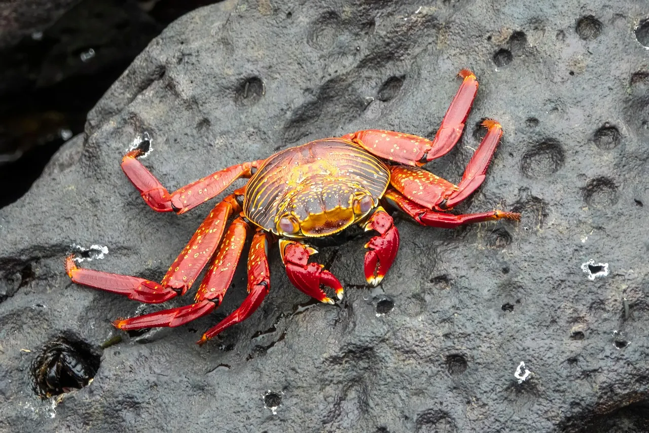 Répercussions du réchauffement méditerranéen : le baliste et le crabe, nouvelles espèces invasives aux conséquences multiples