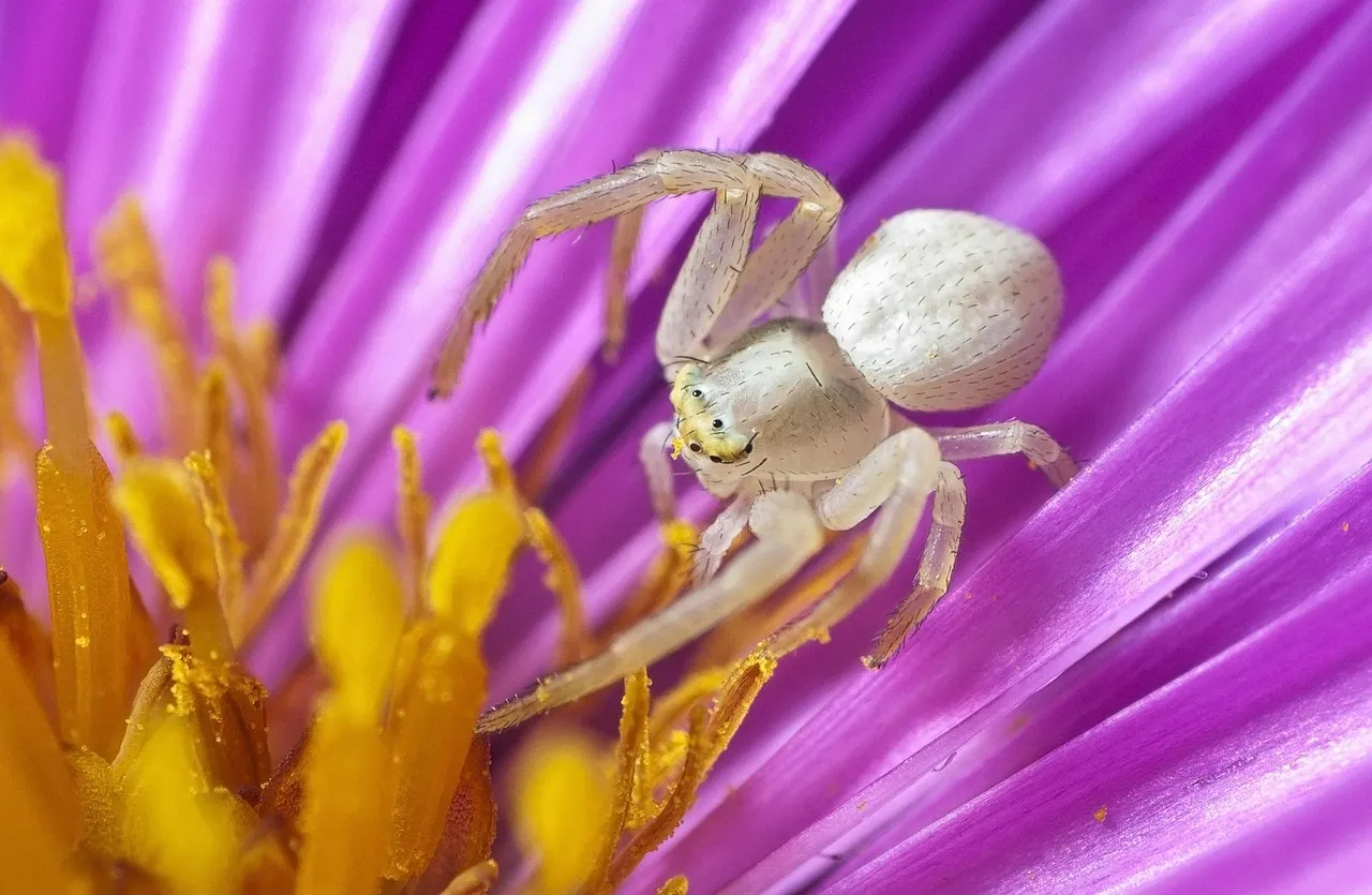 Répercussions du réchauffement méditerranéen : le baliste et le crabe, nouvelles espèces invasives aux conséquences multiples
