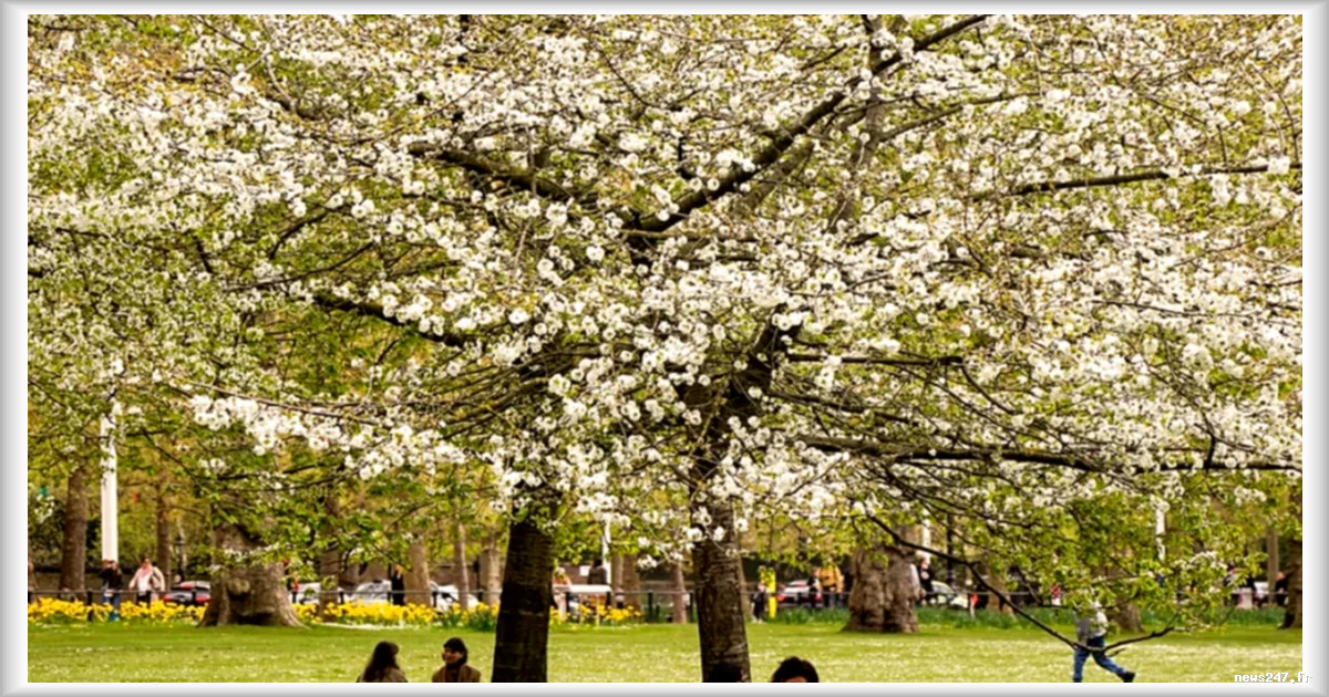 Saisons des pollens plus longues en Europe : comment se protéger