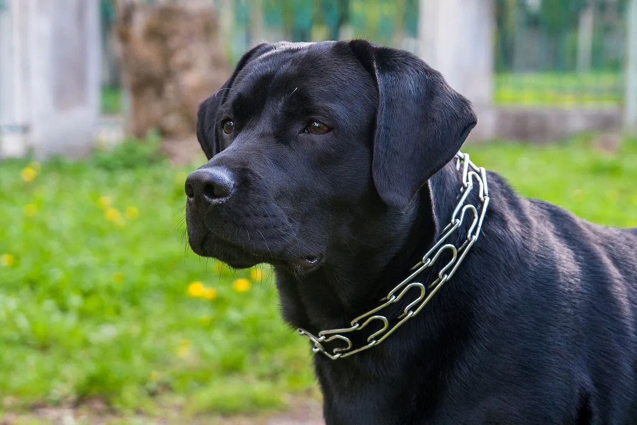 Sam Raimi de retour avec Send Help : une comédie gore qui décoiffe