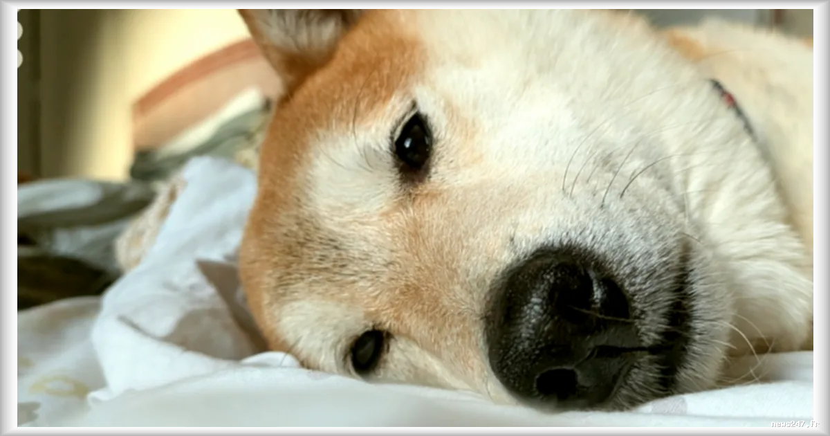 Samsung développe une IA sur smartphone pour détecter les problèmes de santé des animaux de compagnie via une photo