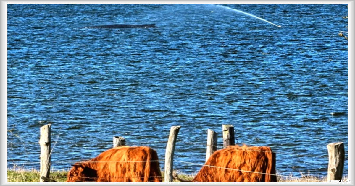 Sauvetage d’une baleine à bosse échouée en mer Baltique : une initiative privée tente une dernière opération