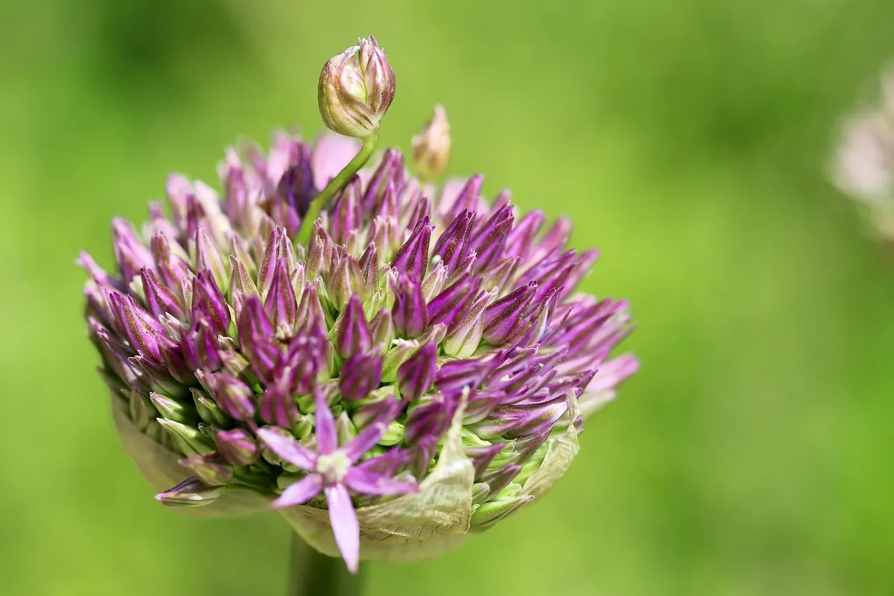 Sauvons le poireau français !