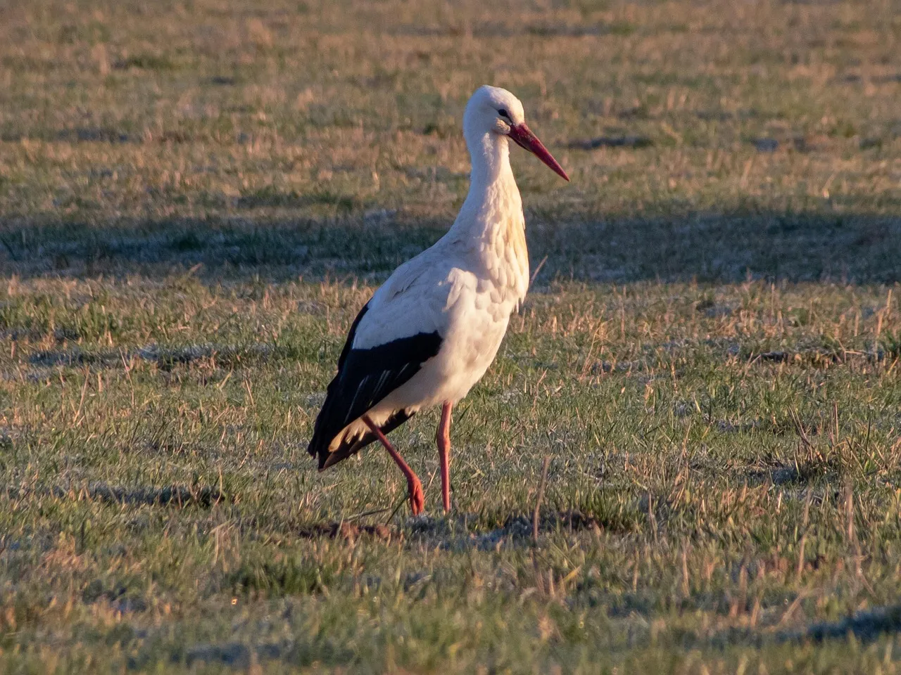 Scandale dans le Val-d'Oise : Un moniteur d'auto-école sans permis de conduire !