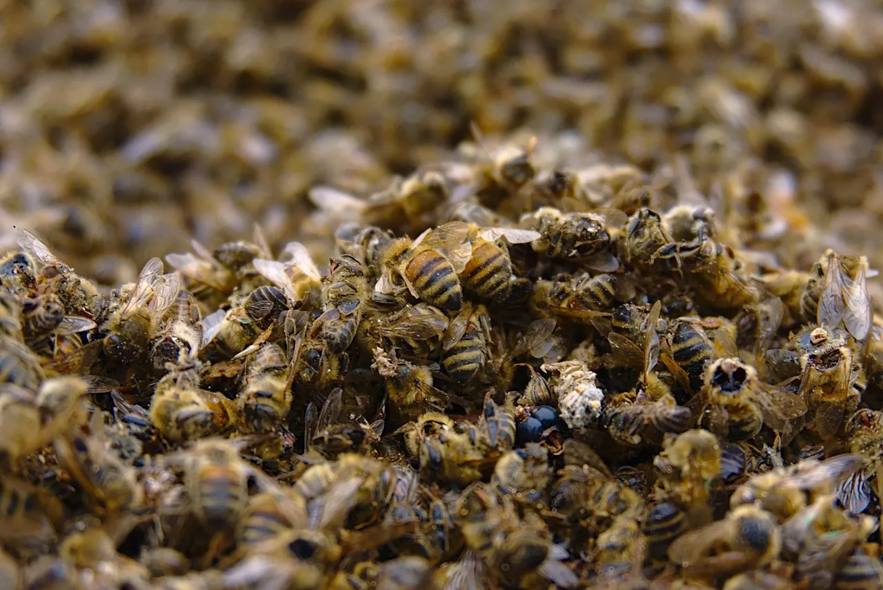 Sénat : réintroduction de l’acétamipride et d’un autre pesticide dans la loi d’urgence agricole