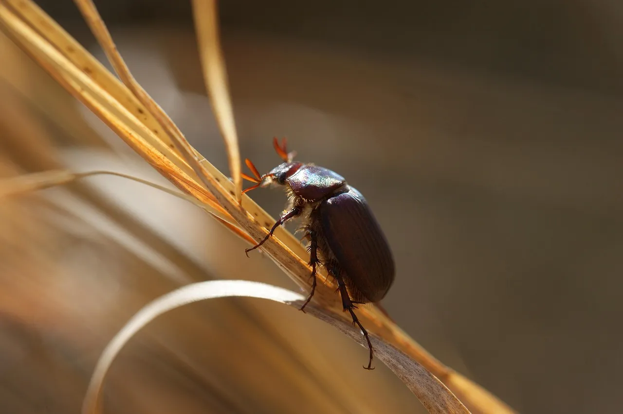 Six Nations : Barassi et Gourgues intègrent le groupe élargi du XV de France pour préparer le match contre l'Italie