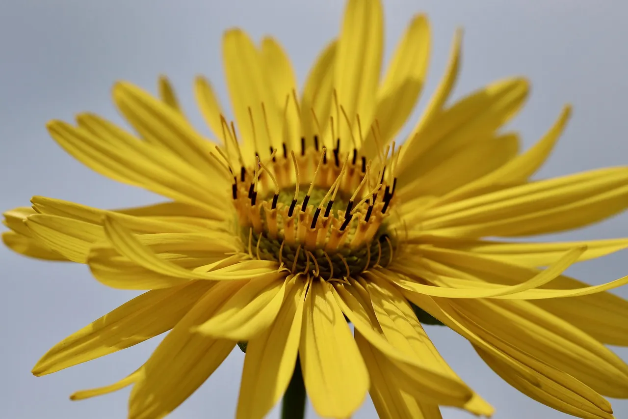 Société Générale : un bilan mitigé qui fait plonger les actions