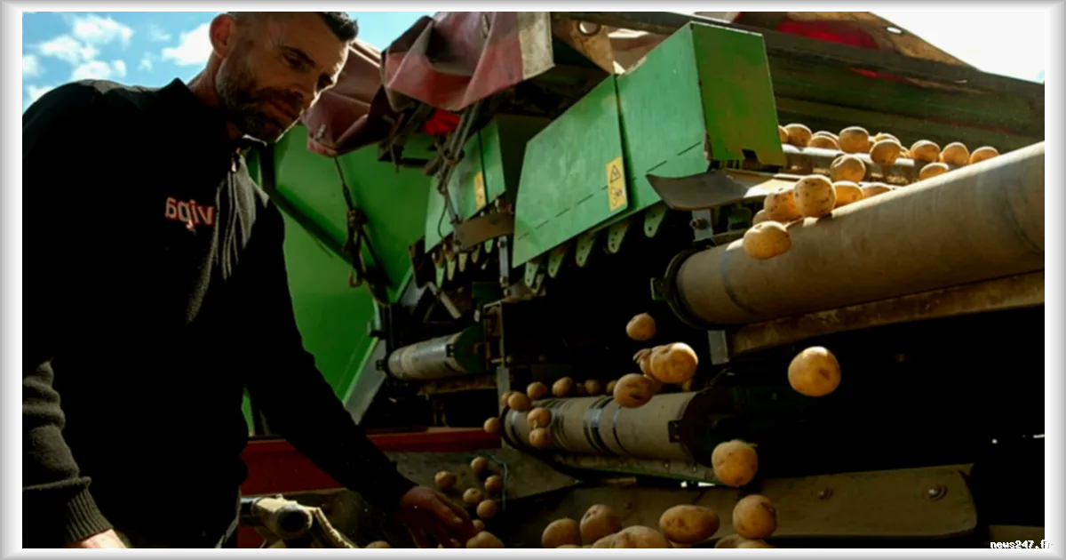 Spéculation sur les contrats à terme de la pomme de terre : une hausse de 700 % en un mois liée aux tensions en Iran