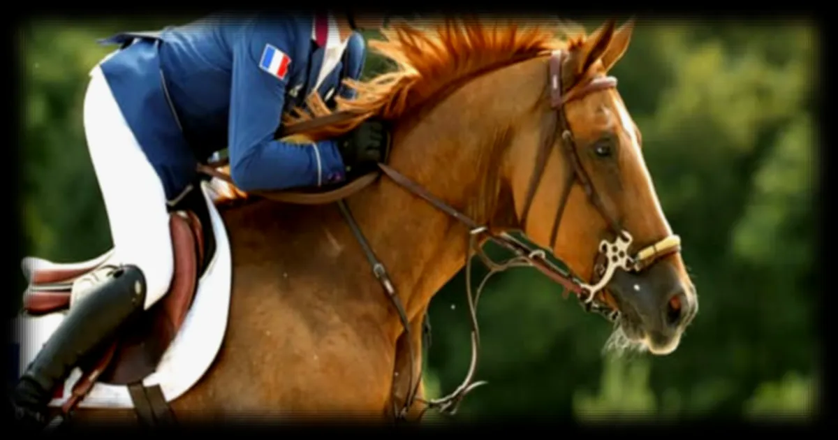 147 chevaux de saut d'obstacles évacués du Qatar vers la Belgique après l'annulation de compétitions