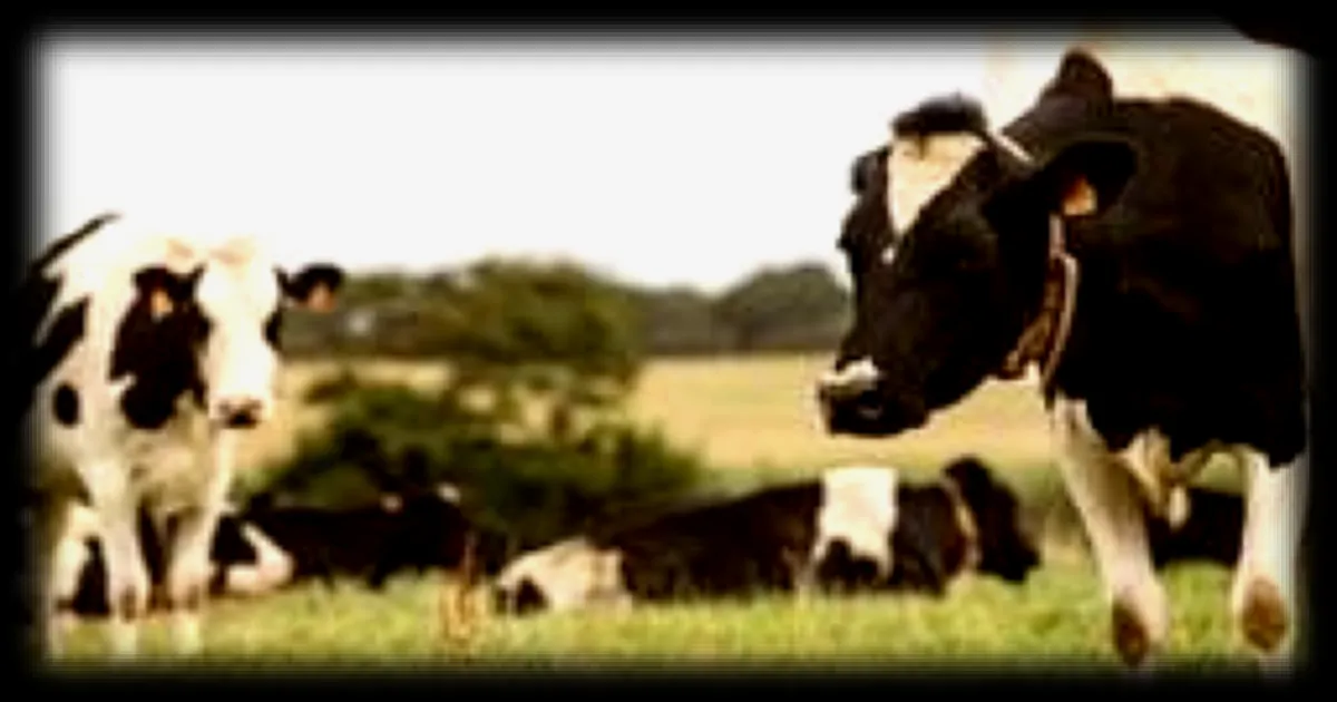 15 vaches secourues près de Vitré : une opération des pompiers de 6 heures