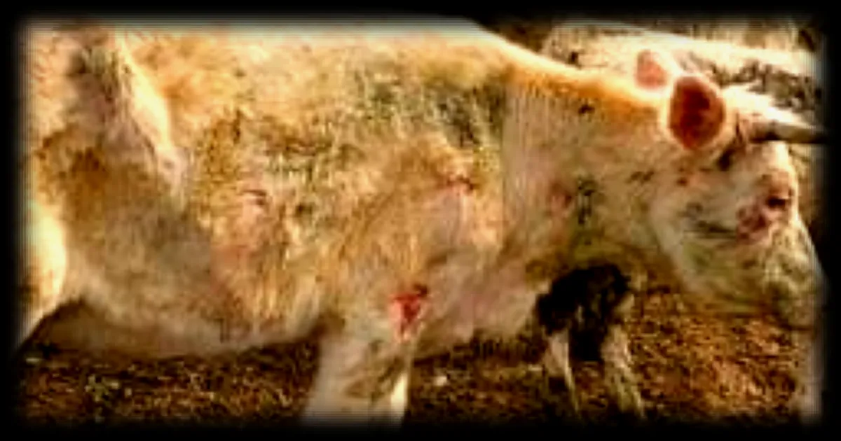 200 bovins saisis pour maltraitance près de Caen : quel est leur état actuel ?