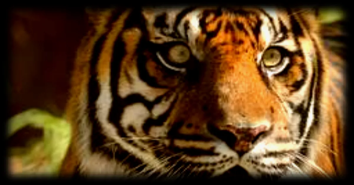 250 animaux à évacuer en urgence : un zoo du Tarn contraint à fermer ses portes