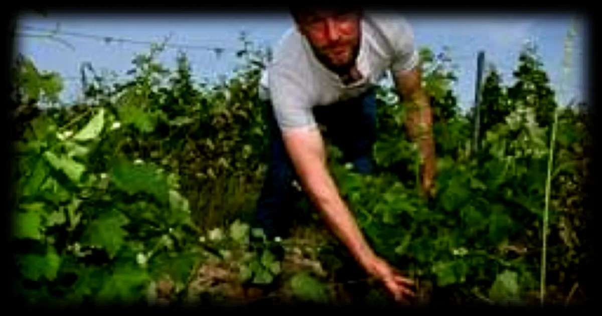 250 pieds de vignes saccagés en Anjou : le vigneron Ludovic Pin abasourdi