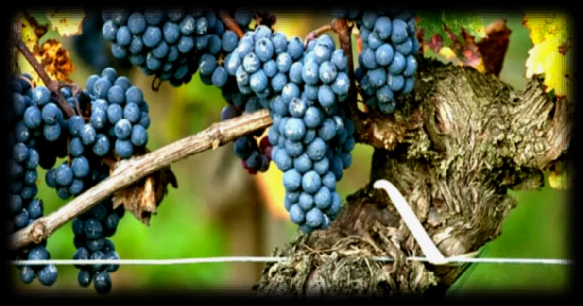 5.800 viticulteurs demandent l'aide de l'État pour arracher 28.000 hectares de vignes