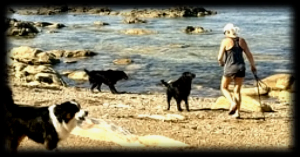 À Fouesnant, une pétition demande l’assouplissement de l’interdiction des chiens sur les plages