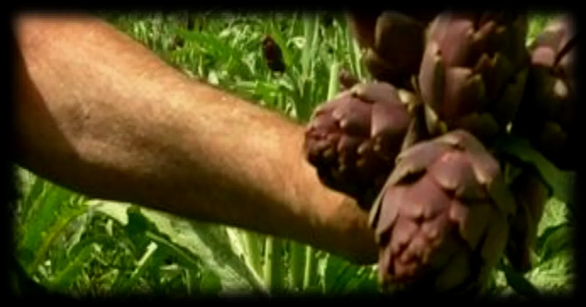 A la découverte de l'artichaut poivrade, symbole culinaire de la Provence