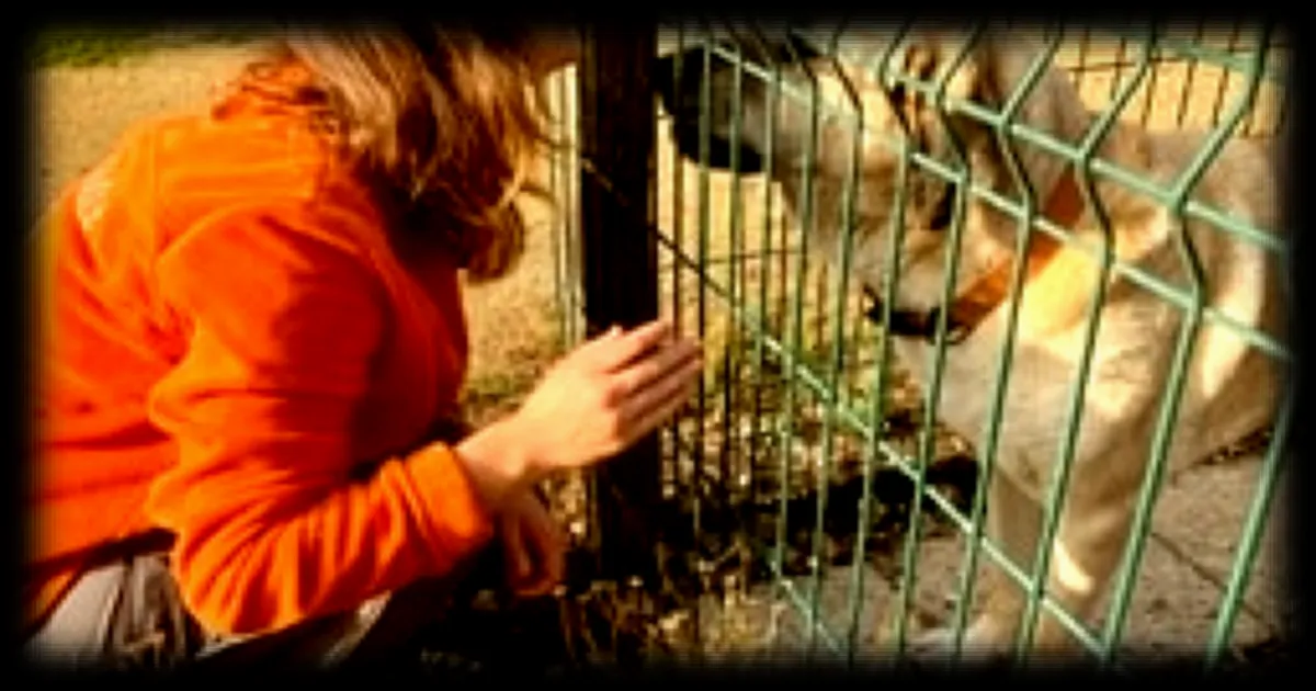 À l'intérieur du refuge SPA de Nantes : une journée dans l'univers des animaux en attente d'adoption