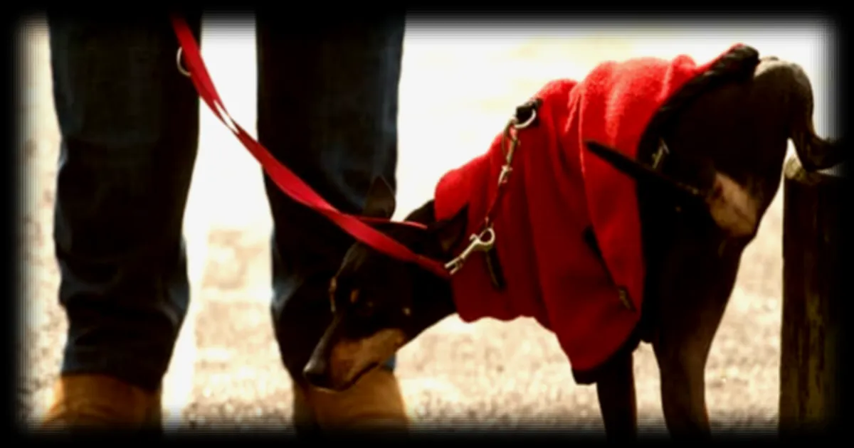 A Livourne, en Italie, les propriétaires de chien risquent une amende pouvant atteindre 500 euros s'ils ne nettoient pas l'urine de leur animal