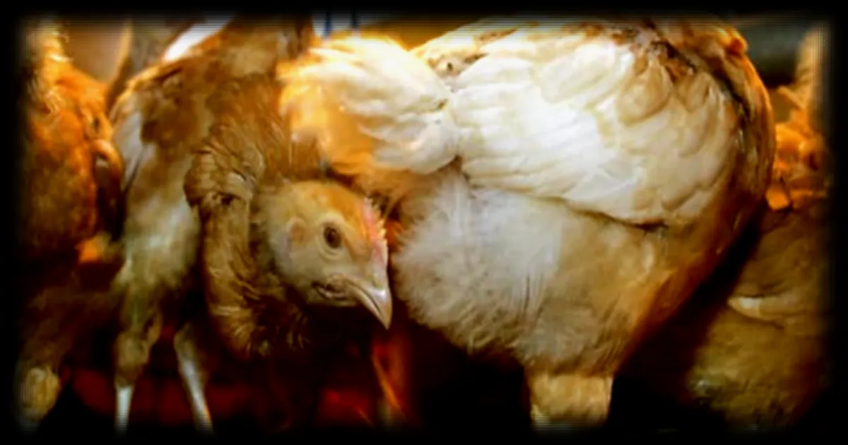 Abaissement du niveau de risque lié à la grippe aviaire de 'élevé' à 'modéré' en France