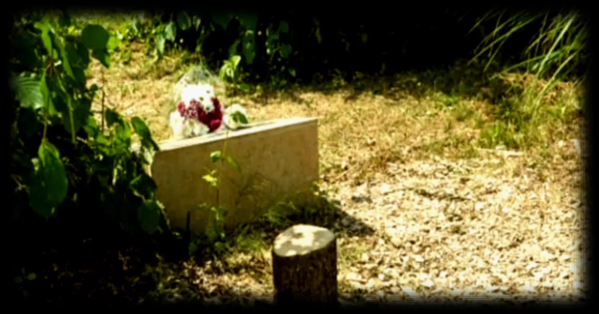 Abattage d'un olivier en hommage à Ilan Halimi : la cour d'appel de Paris confirme les peines des frères jumeaux sans retenir l'infraction antisémite