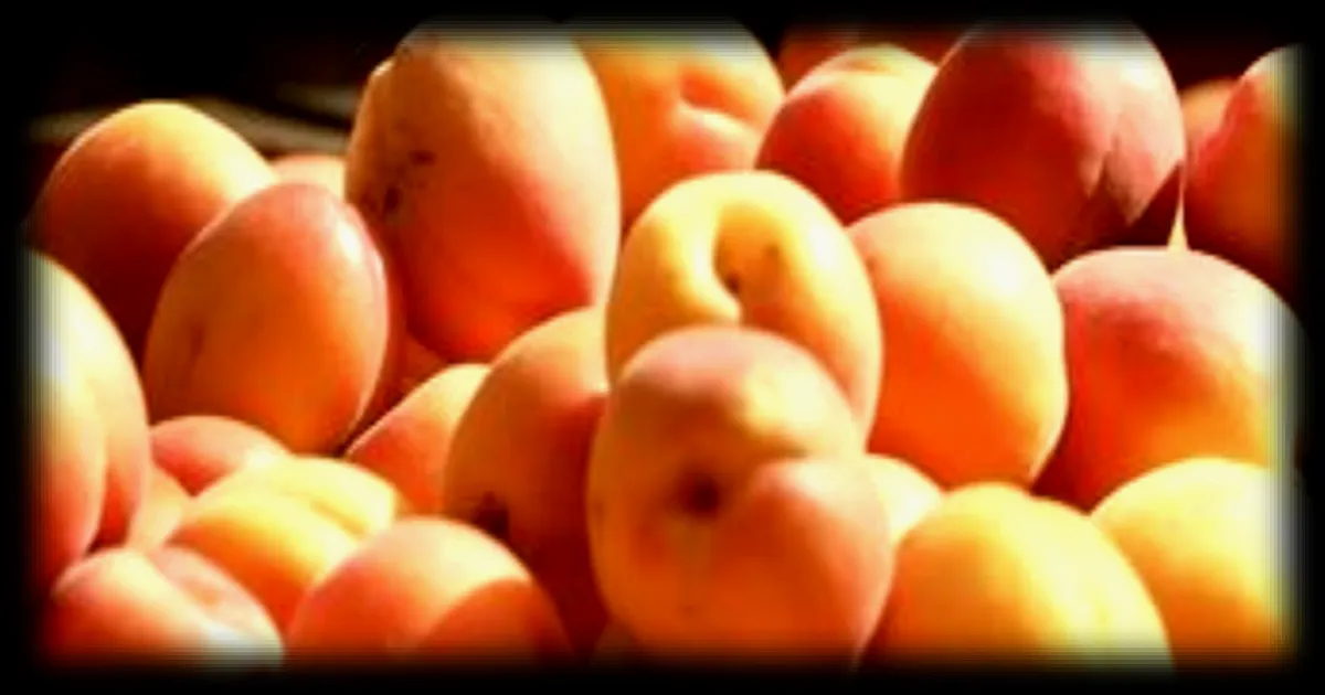 Abricots du Roussillon : la récolte 2026 en chute libre après les violentes averses de grêle