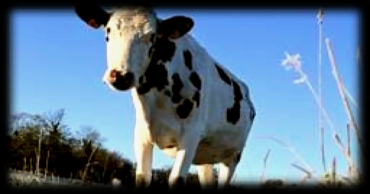 Accident sur l'autoroute A84 en Ille-et-Vilaine : une vache percutee, quatre vehicules impliques