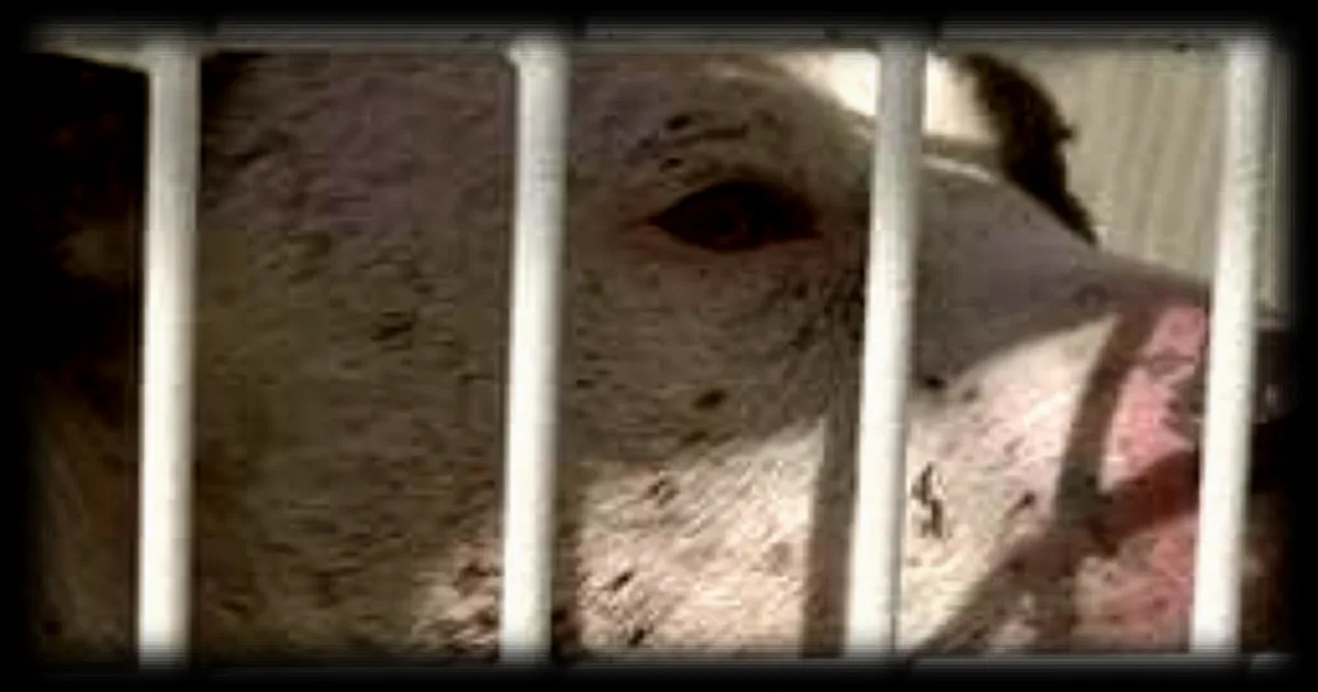 Affaire Elisa Pilarski : demande d'euthanasie pour le chien implique dans sa mort