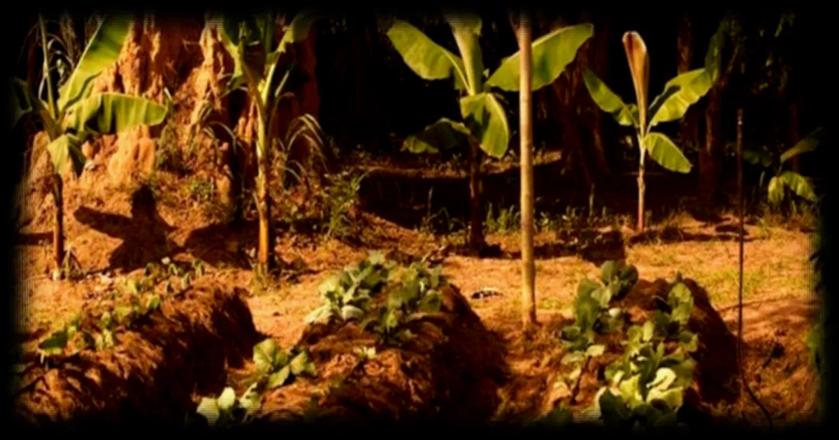 Agriculture intensive contestée : les alternatives sont-elles comparables ?