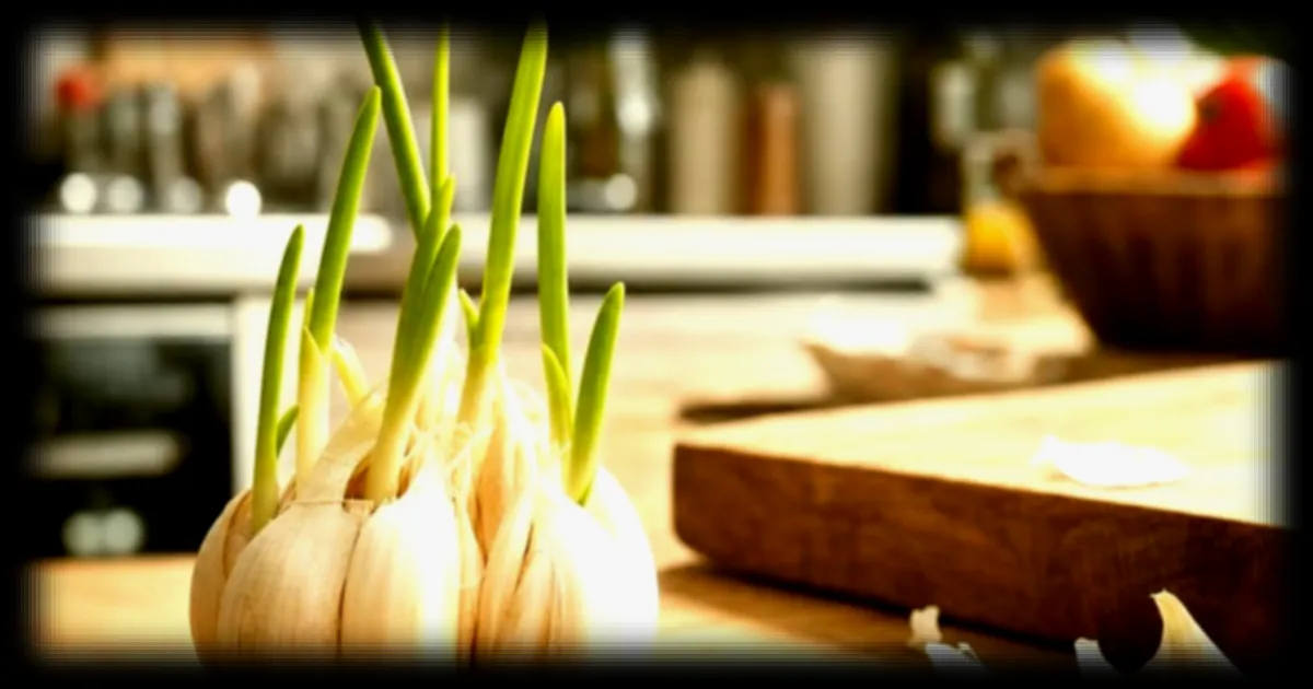 Ail germé : des chefs cuisiniers démentent les idées reçues sur sa comestibilité