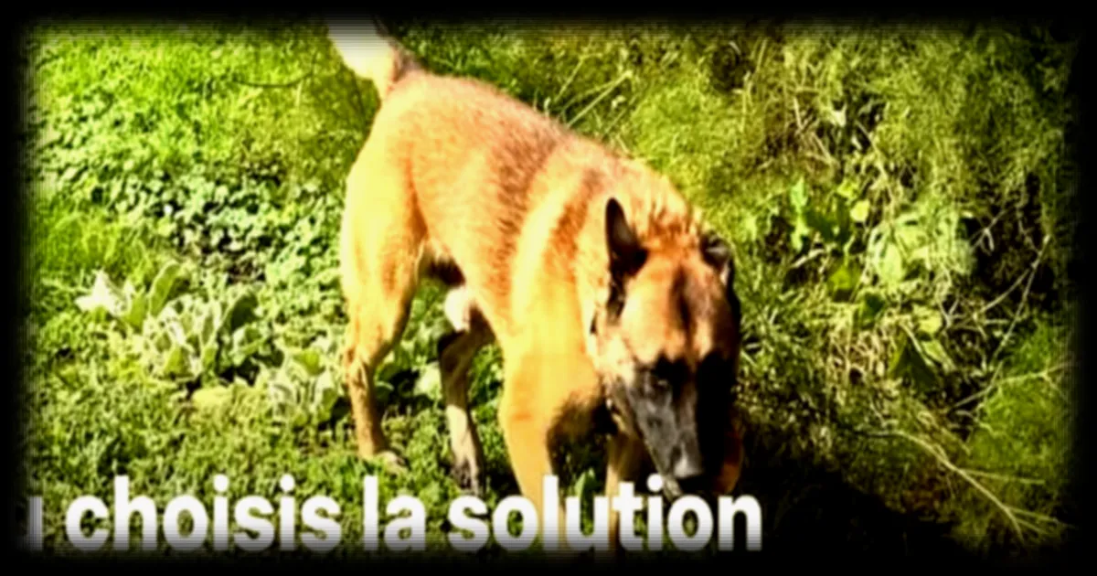 Alain-Fabien Delon accuse son frère de cruauté envers les animaux, 30 Millions d'Amis porte plainte