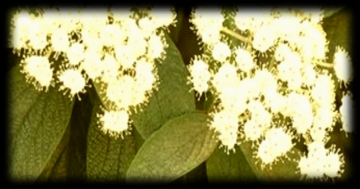 Allergies aux pollens : une floraison précoce cet printemps aggrave les symptômes pour un tiers des Français