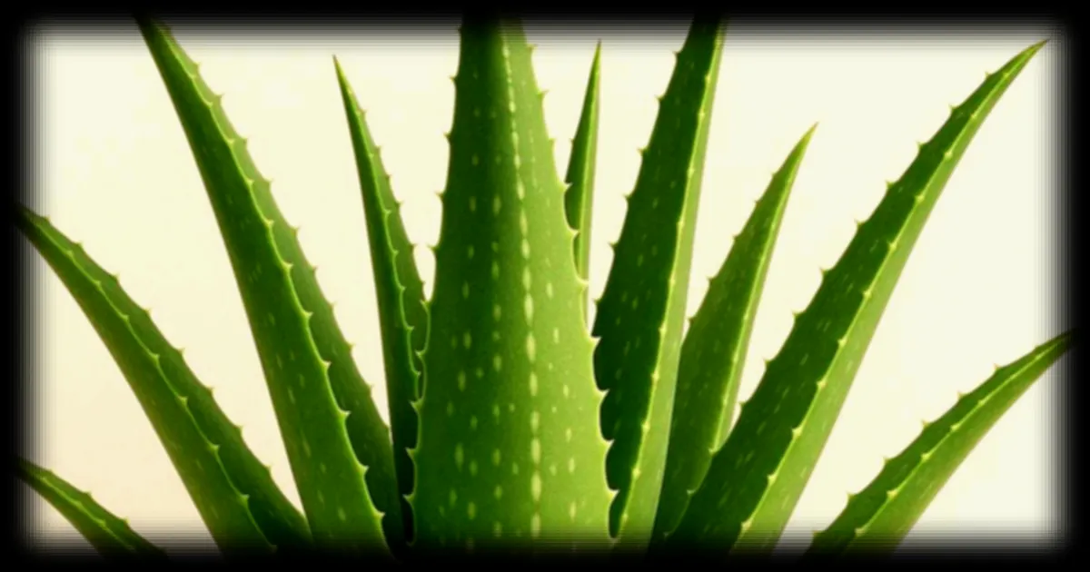 Aloe vera : origines, culture et vertus de la plante star des succulentes