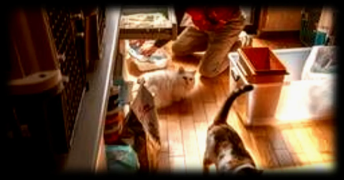 Ancien travailleur de Fukushima, Toru Akama sauve plus de 1 000 animaux abandonnés